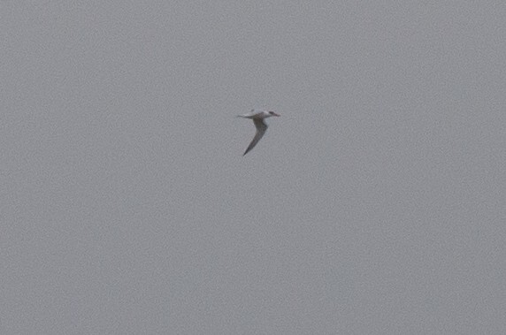 Royal Tern - ML20062931