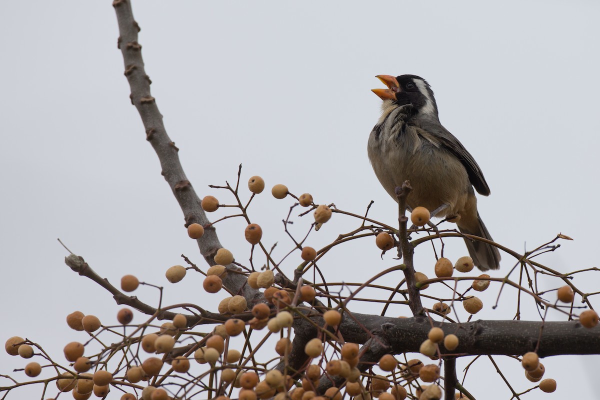 Golden-billed Saltator - ML20063031