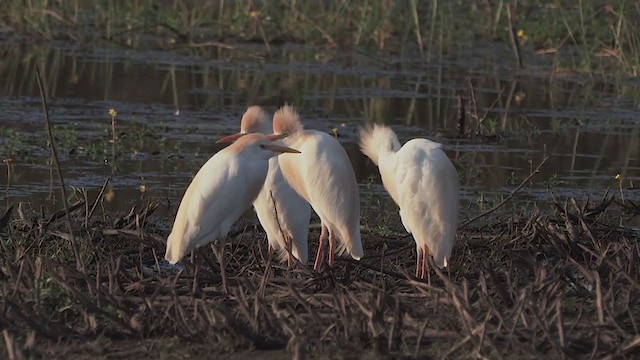 Египетская цапля (ibis) - ML200632391
