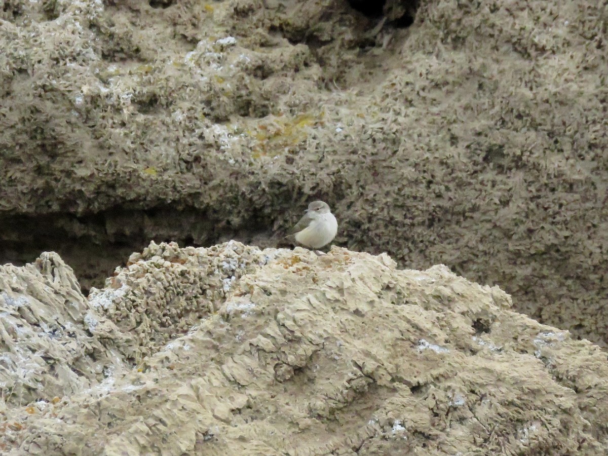 Rock Wren - ML200633381