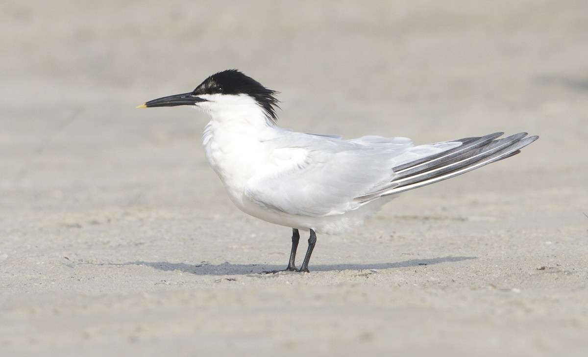 Sandwich Tern - Brian Sullivan