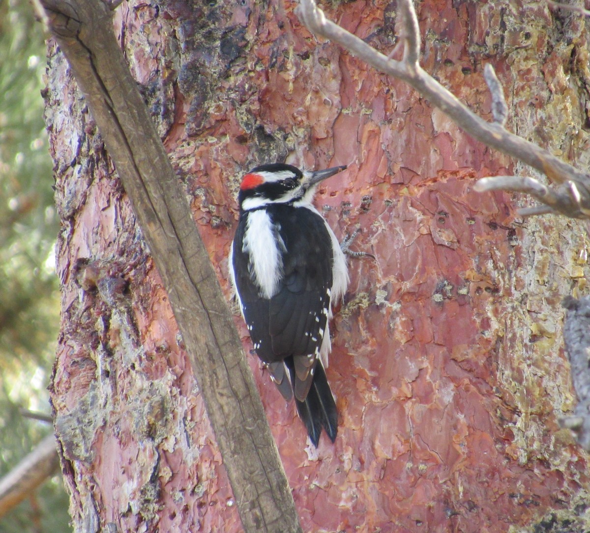 Hairy Woodpecker - ML200635091