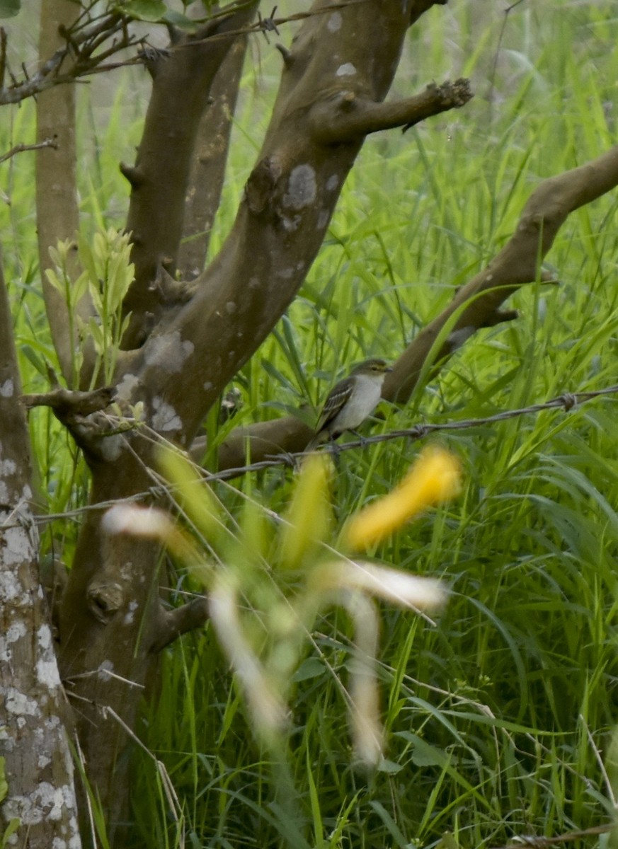 Golden-faced Tyrannulet - ML200635241