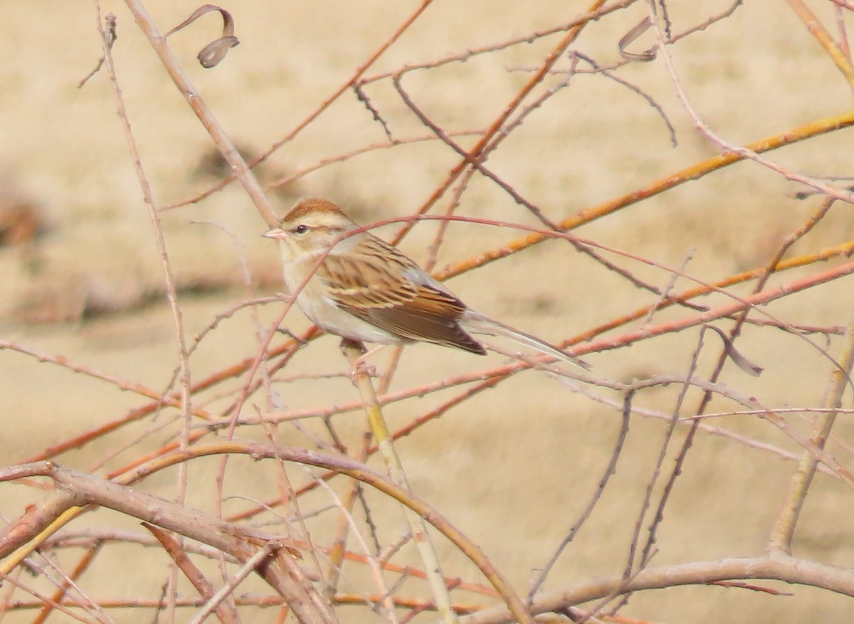 Chipping Sparrow - ML200635611