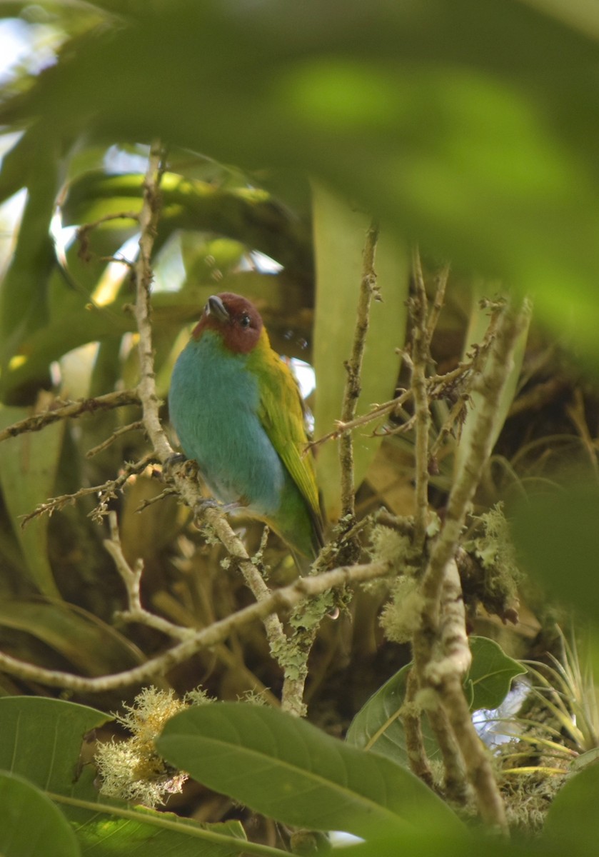 Bay-headed Tanager - Esteban Ortiz