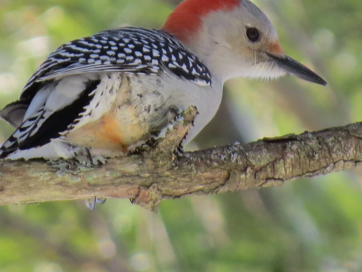 Red-bellied Woodpecker - Jerry Smith