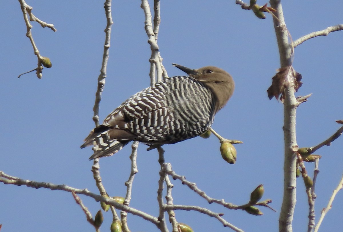 Gila Woodpecker - Ruben Stoll