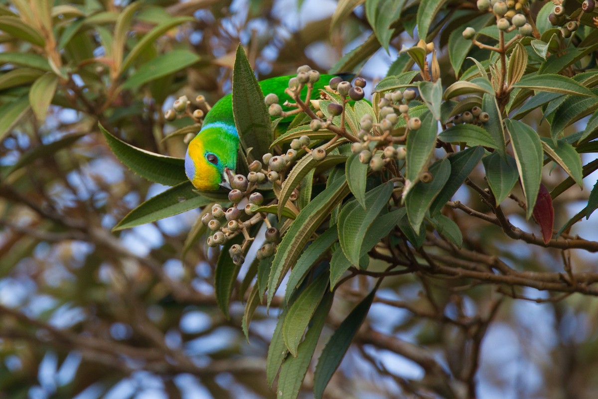 Golden-browed Chlorophonia - ML20063991