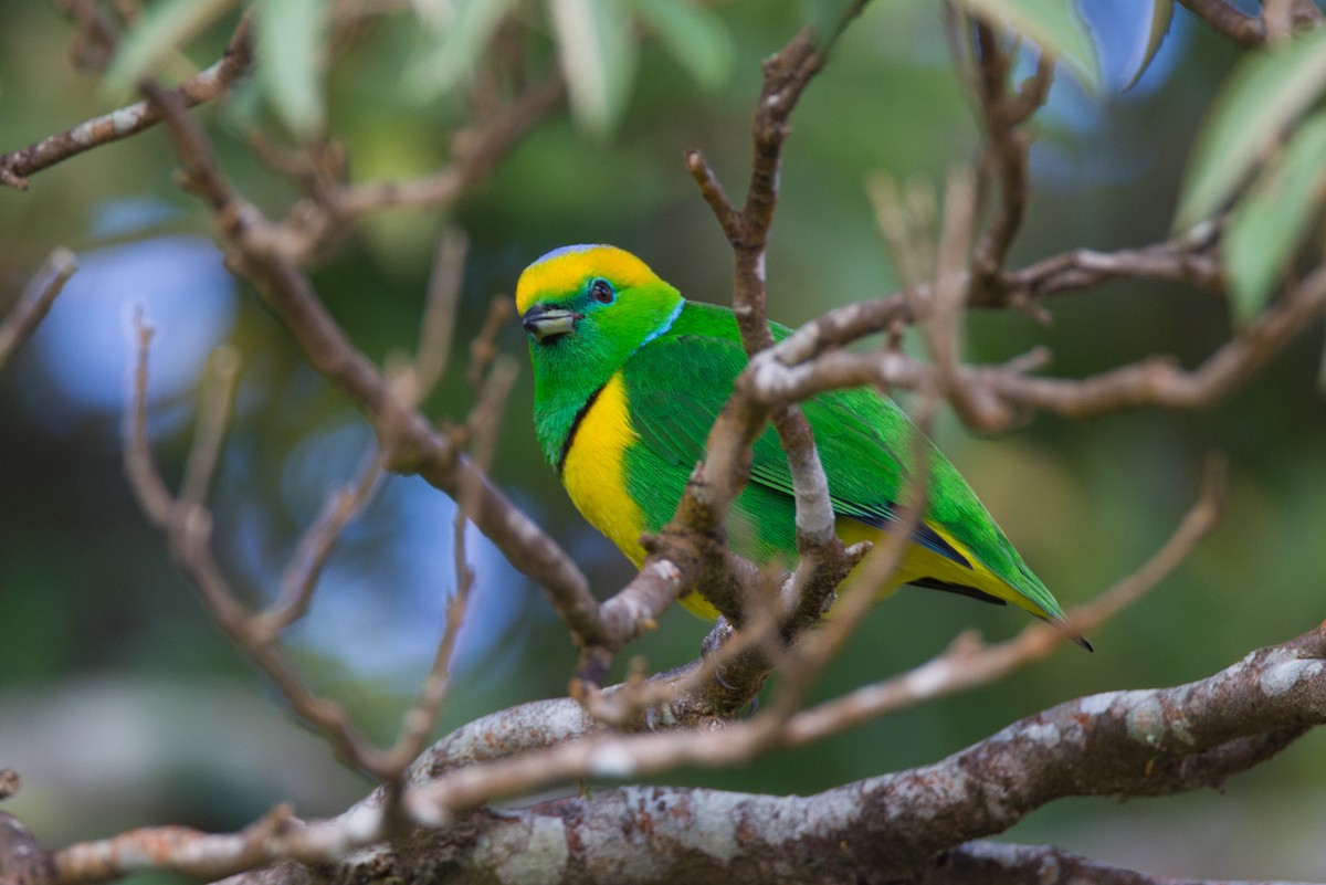 Golden-browed Chlorophonia - ML20064001