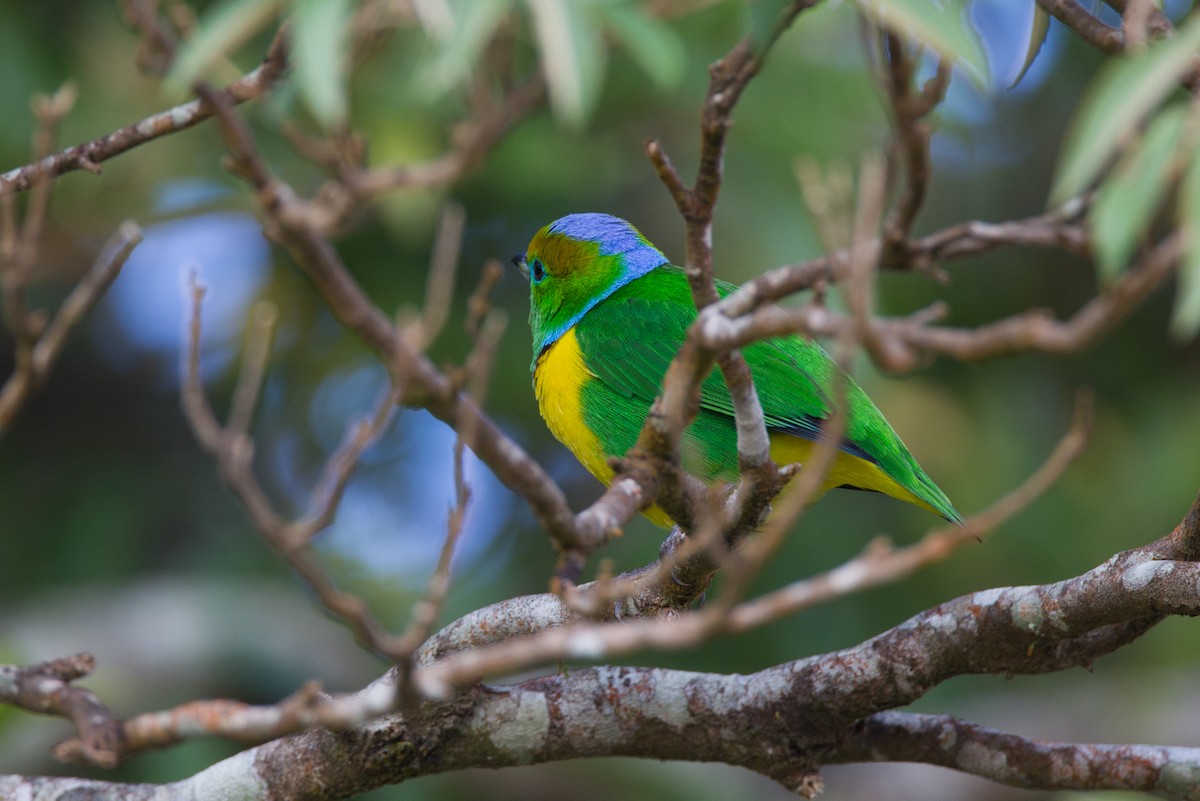 Golden-browed Chlorophonia - Chris Wood