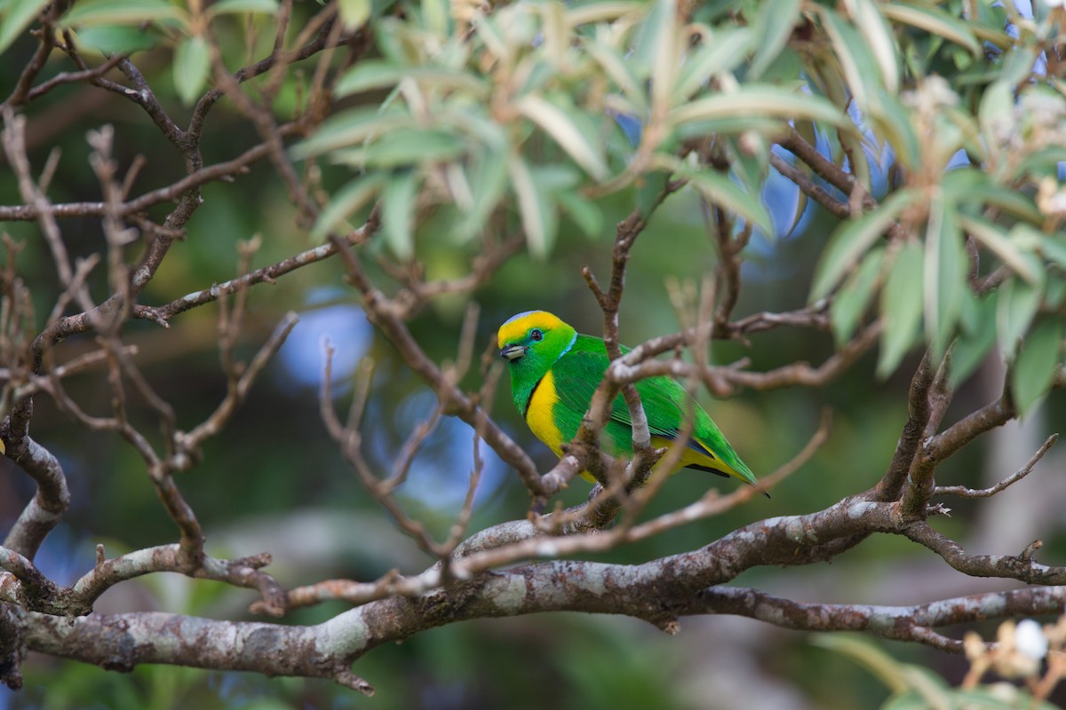 Golden-browed Chlorophonia - Chris Wood