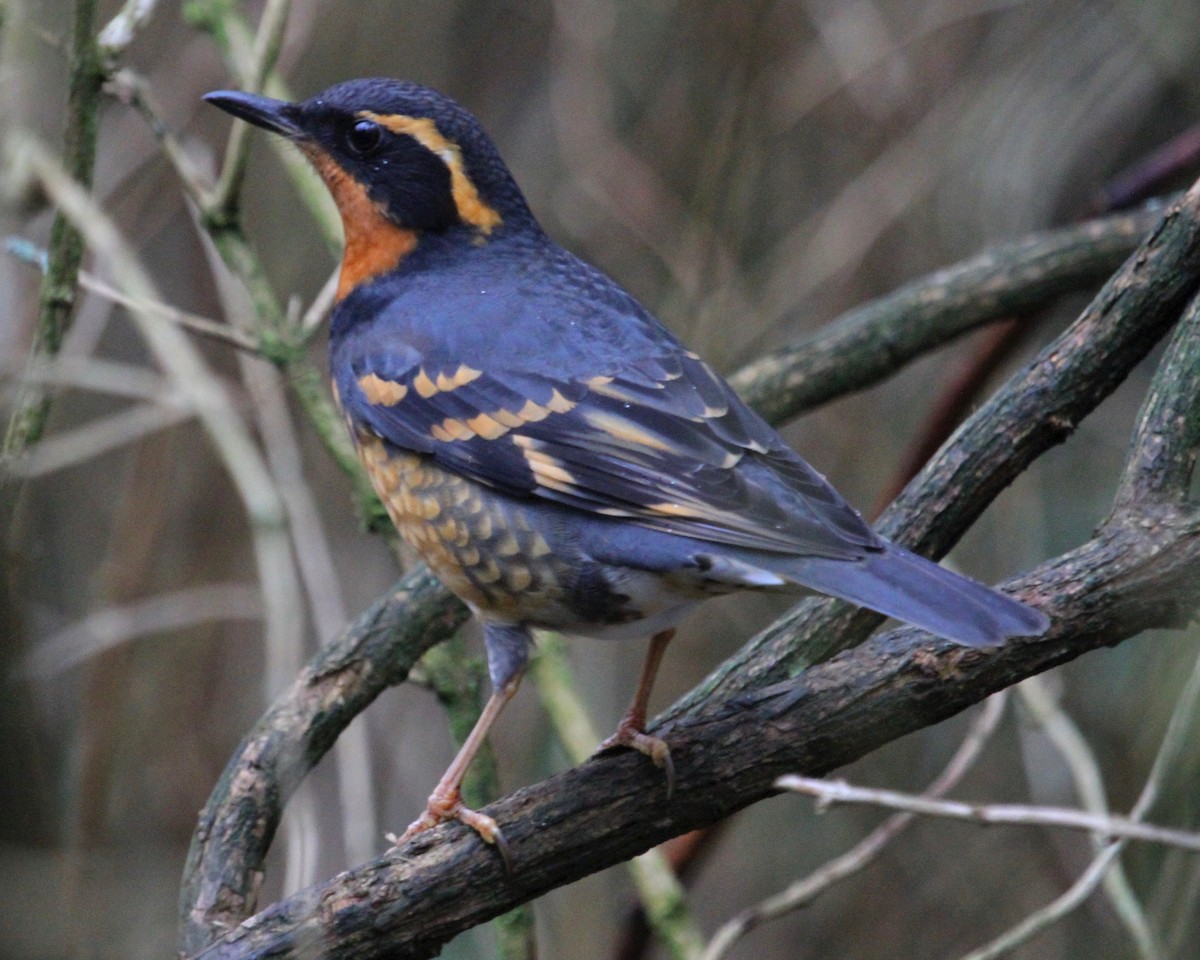 Varied Thrush - ML200641971