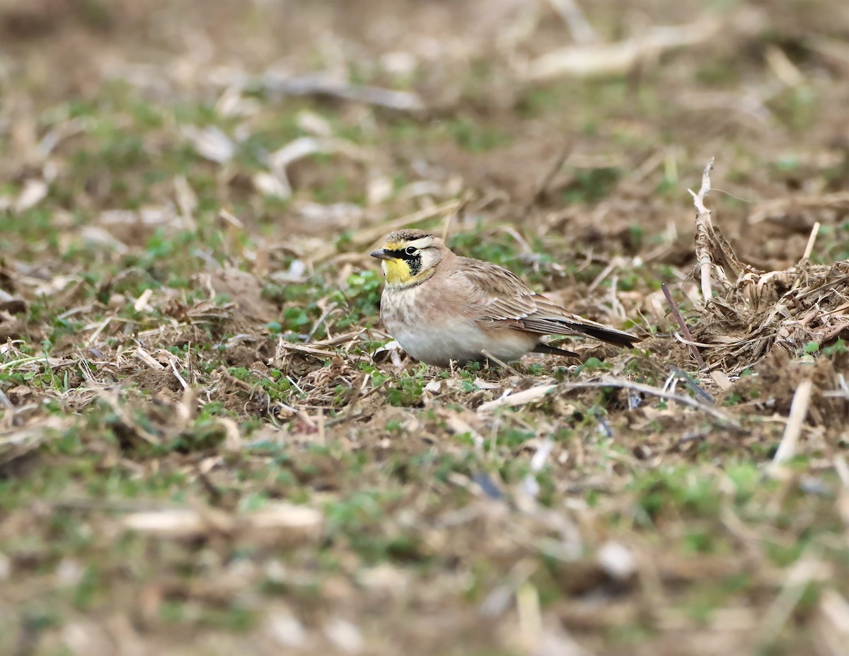 Horned Lark - Jordan  West