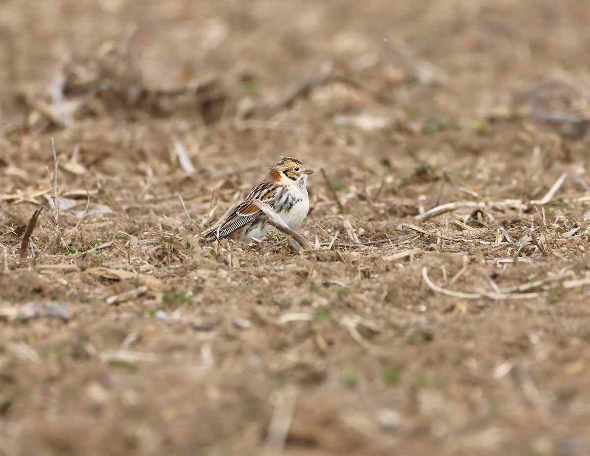 Lapland Longspur - ML200642811