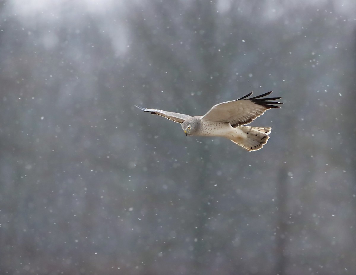 Northern Harrier - ML200642961