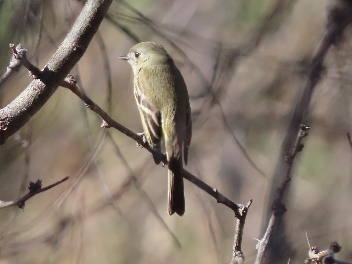 Dusky Flycatcher - ML200643011