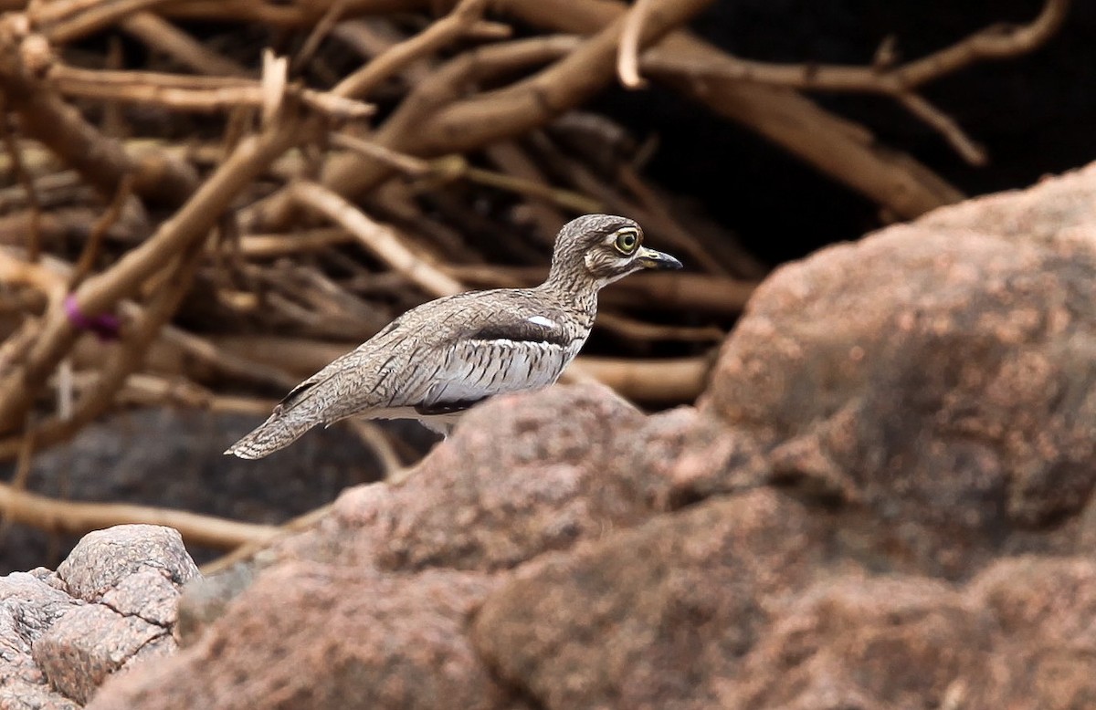 Water Thick-knee - ML200644221