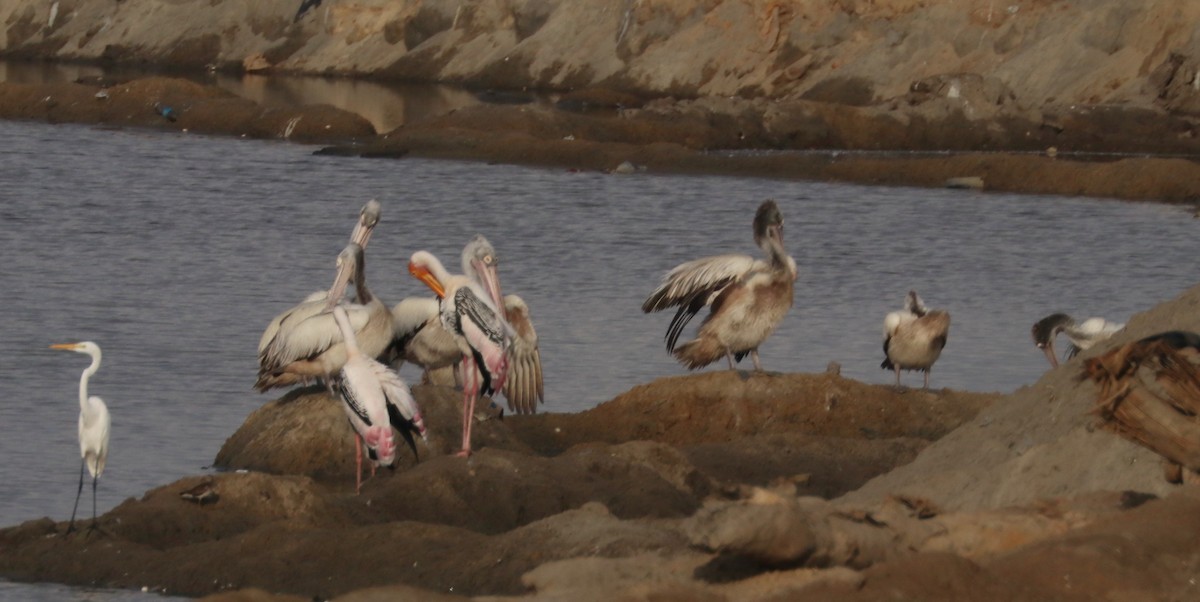 Painted Stork - ML200646761