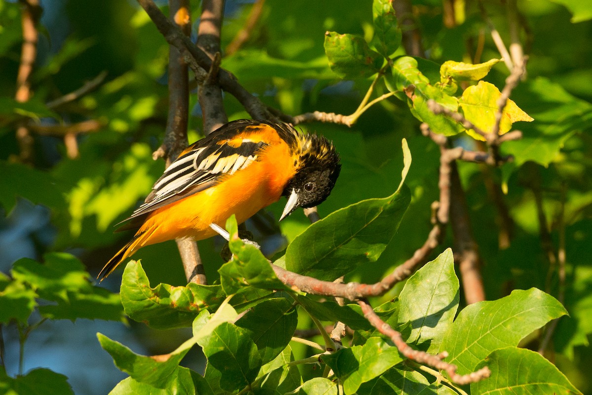 Baltimore Oriole - ML20065111