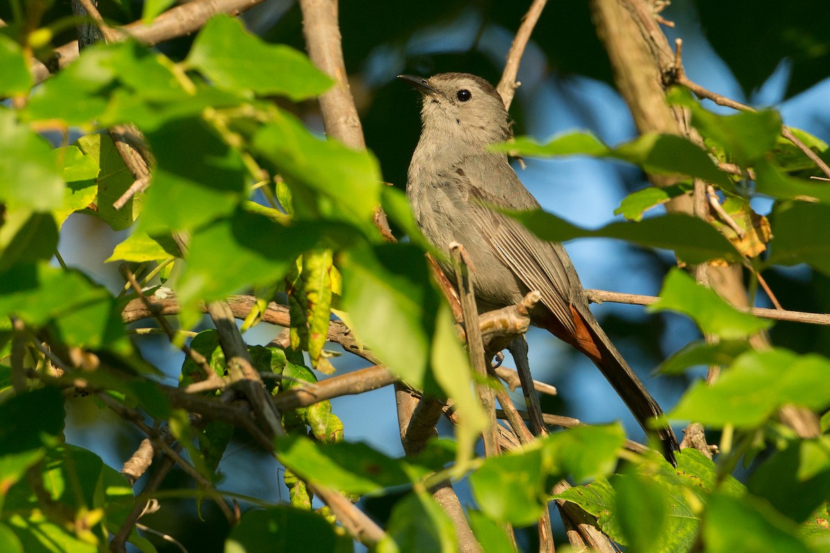 Gray Catbird - ML20065121