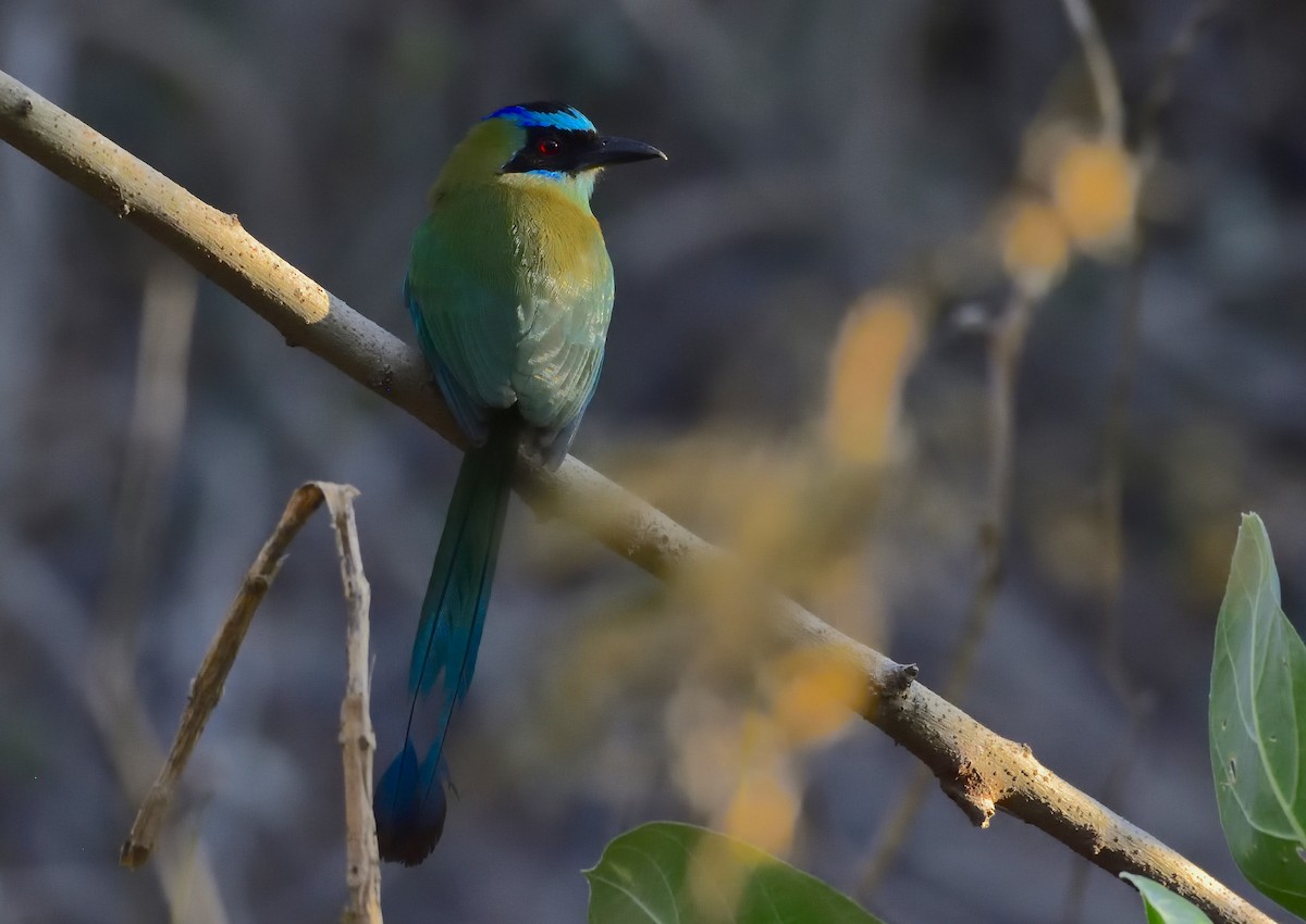 Motmot caraïbe - ML200651501