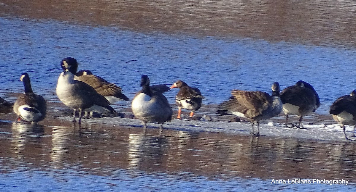 Greater White-fronted Goose (Greenland) - ML200653261