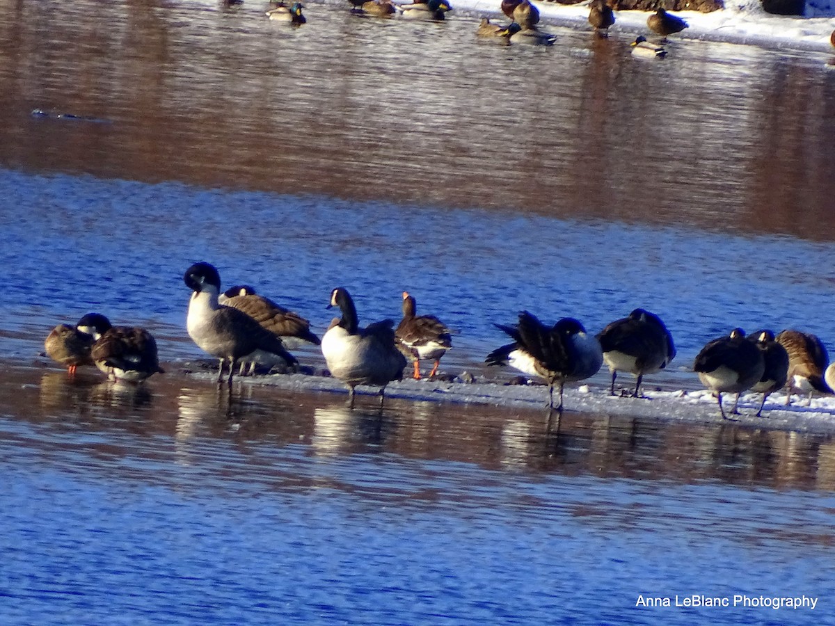 Greater White-fronted Goose (Greenland) - ML200653351