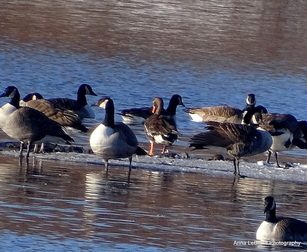 Greater White-fronted Goose (Greenland) - ML200653491