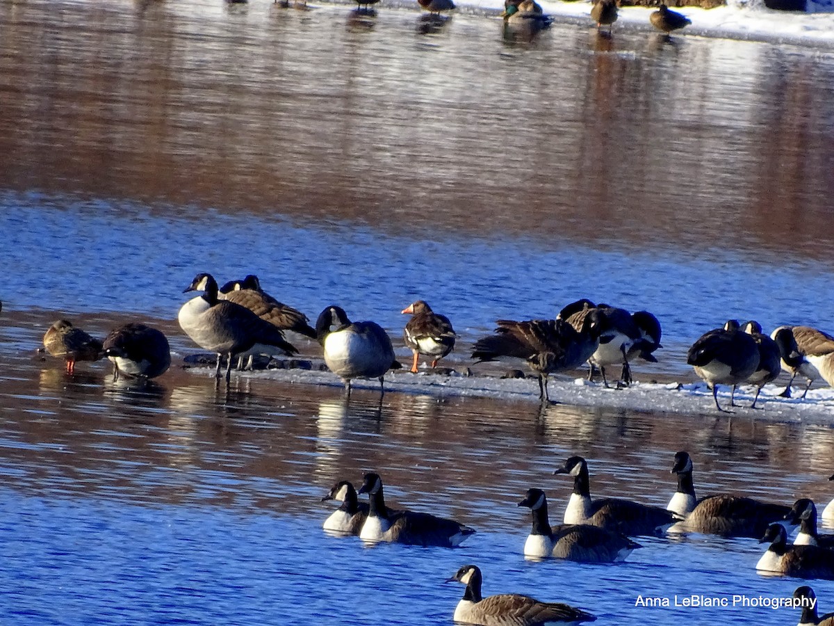 Greater White-fronted Goose (Greenland) - ML200653701