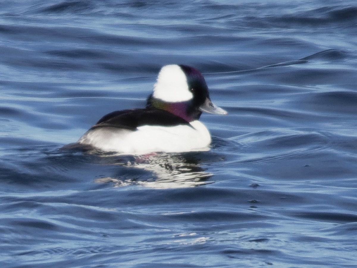 Bufflehead - ML200653741