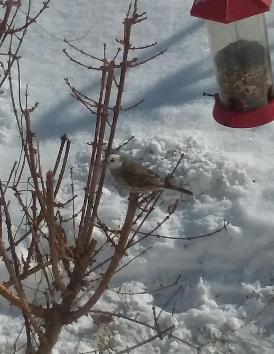 House Finch - ML200654271