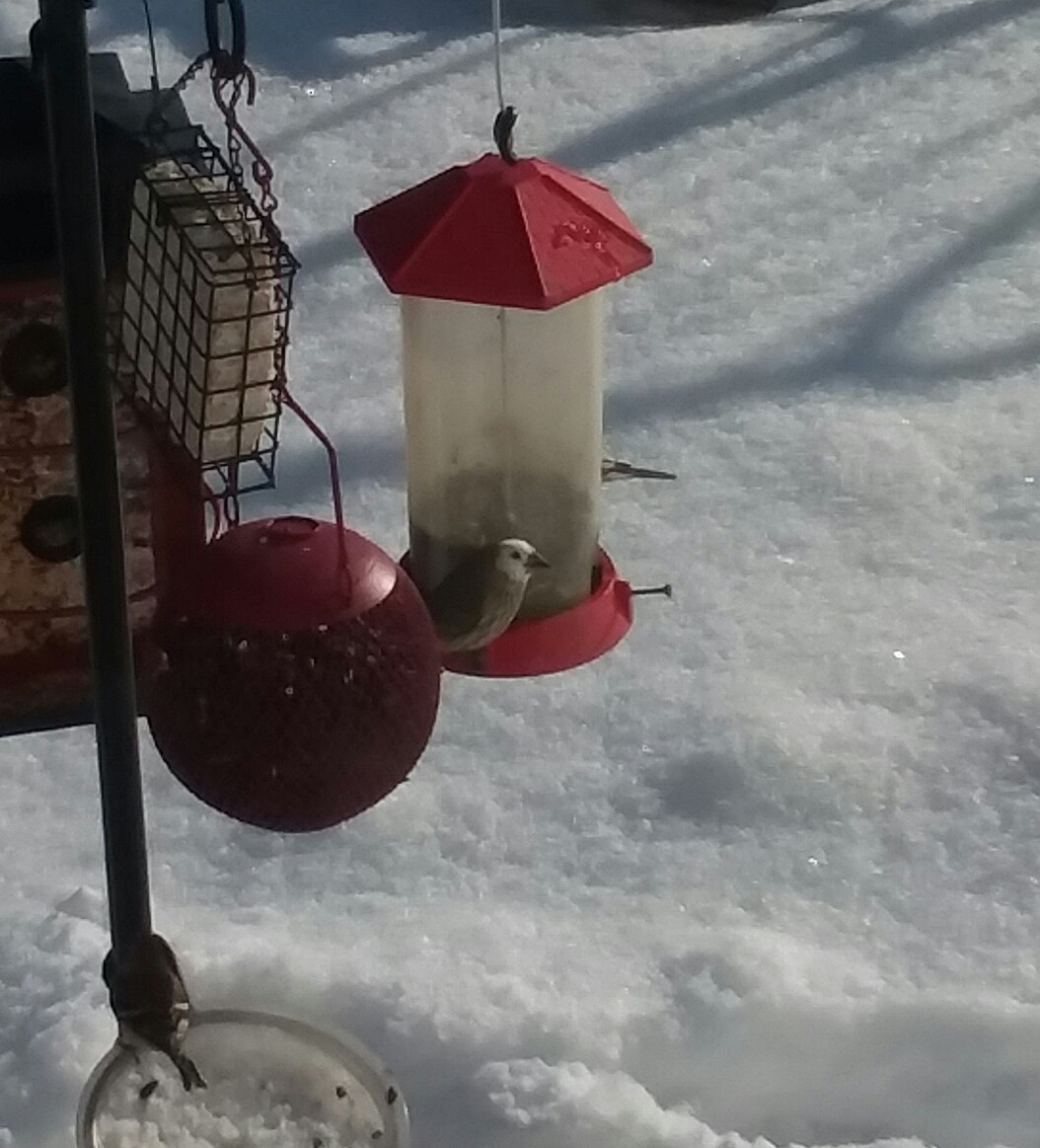 House Finch - ML200654301