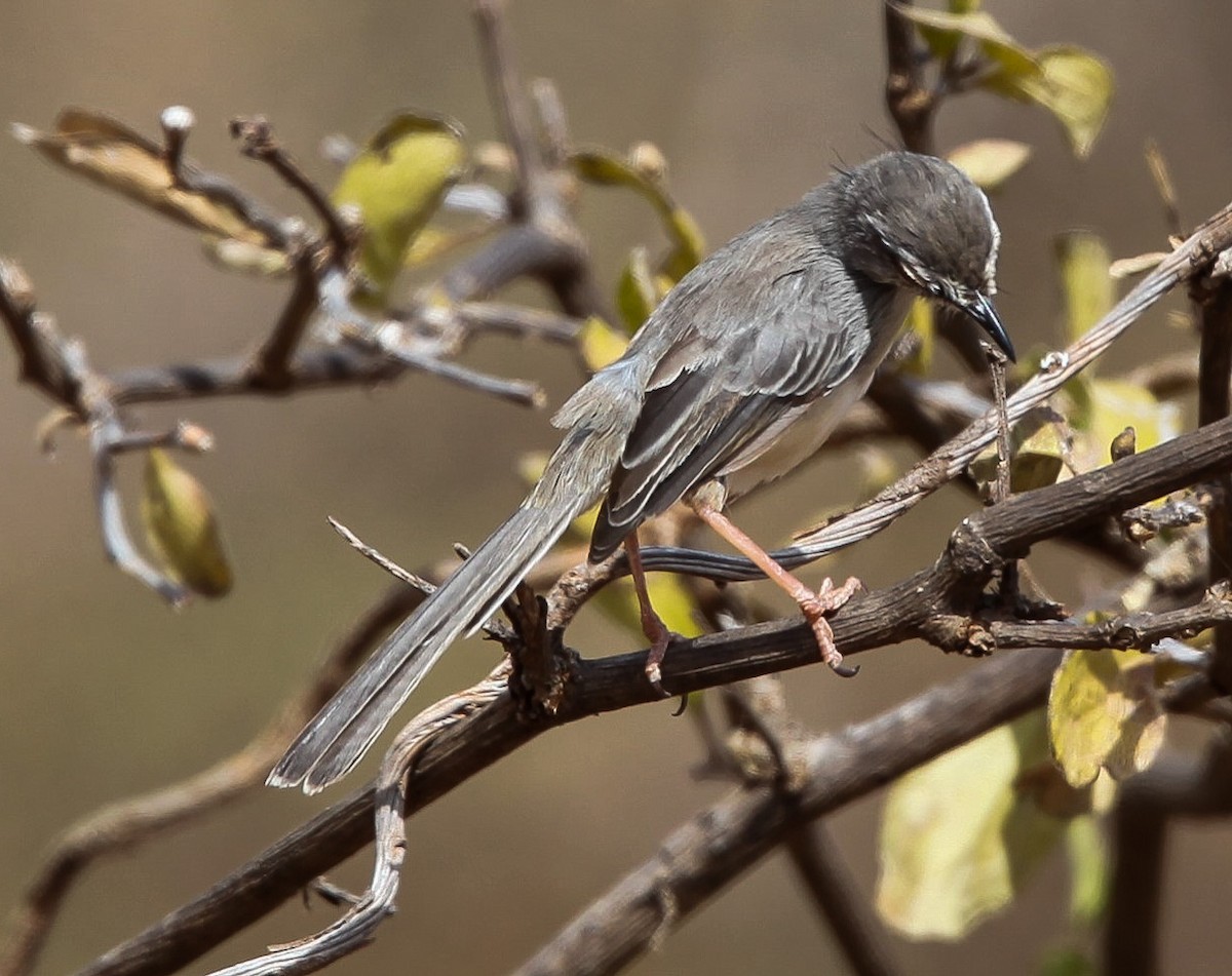 Pale Prinia - ML200654991