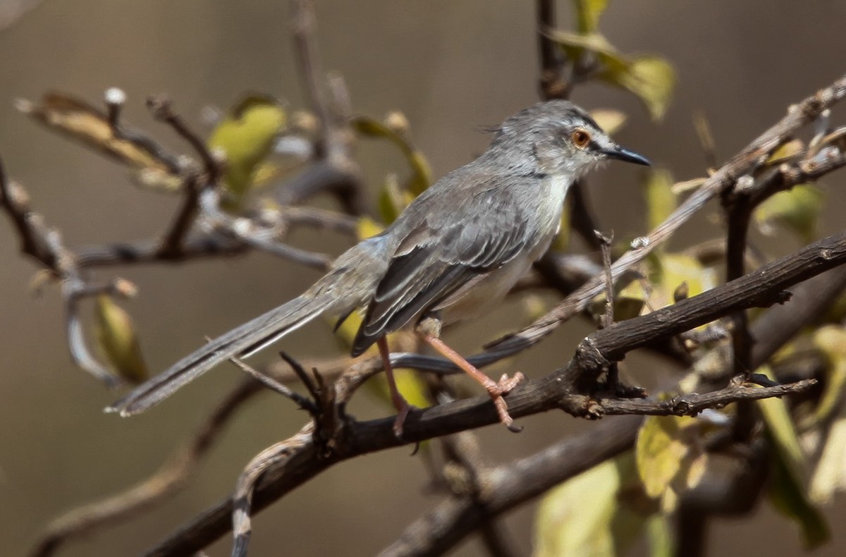 Pale Prinia - ML200655001