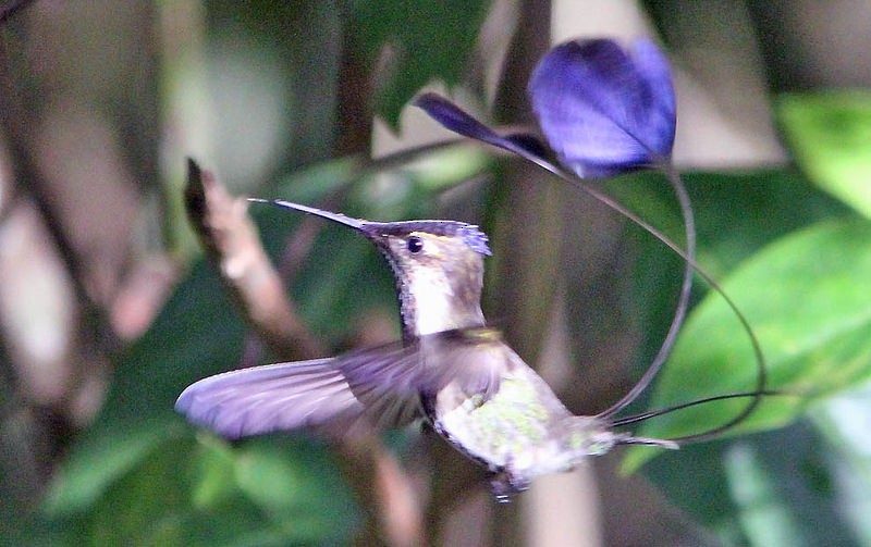 kolibřík podivuhodný - ML20065511