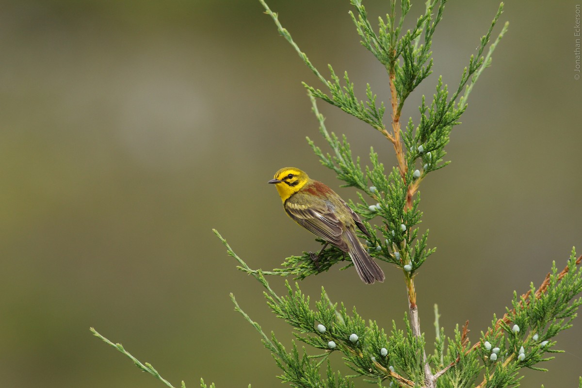 Prairie Warbler - Jonathan Eckerson