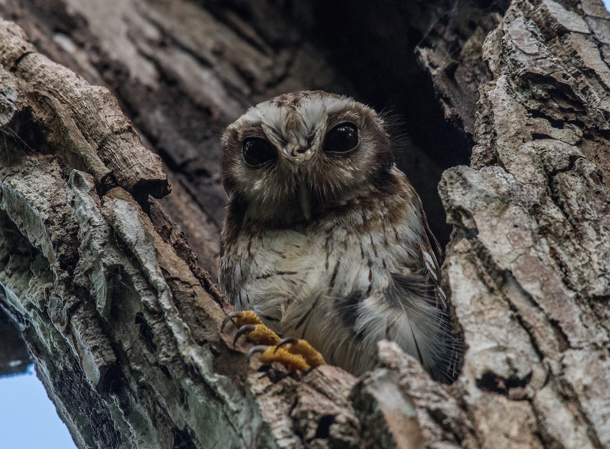 Bare-legged Owl - ML200655701