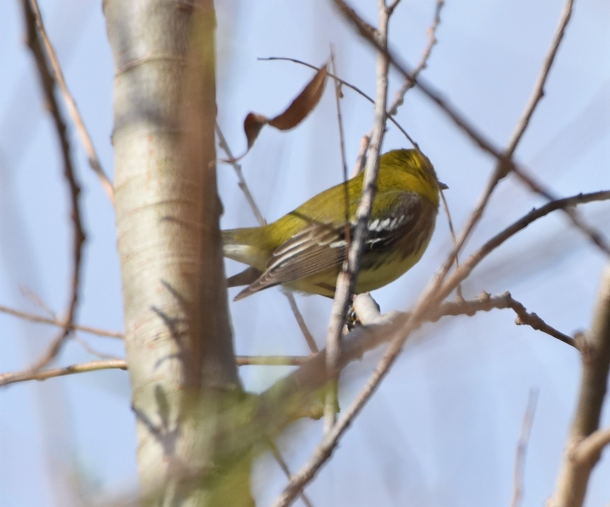 Black-throated Green Warbler - ML200655741