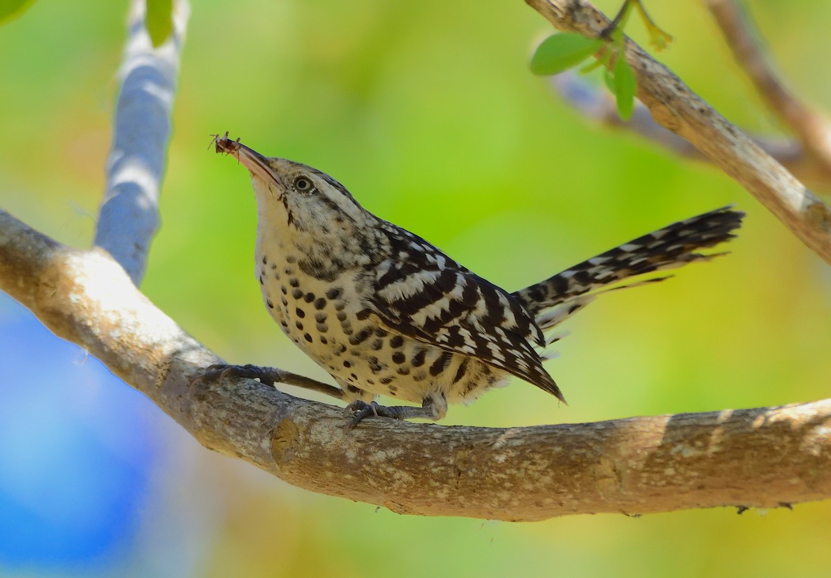 Stripe-backed Wren - Ad Konings