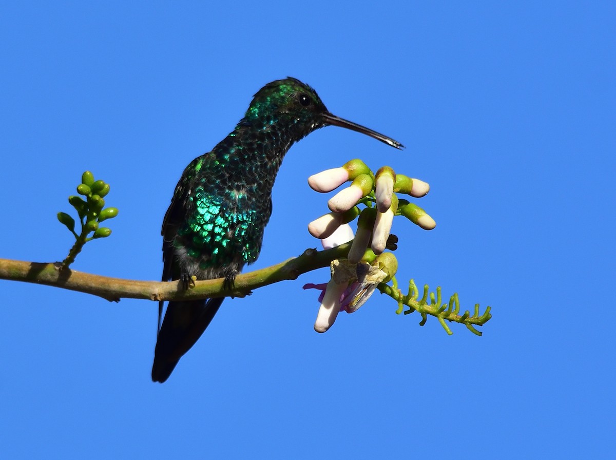 Shining-green Hummingbird - Ad Konings