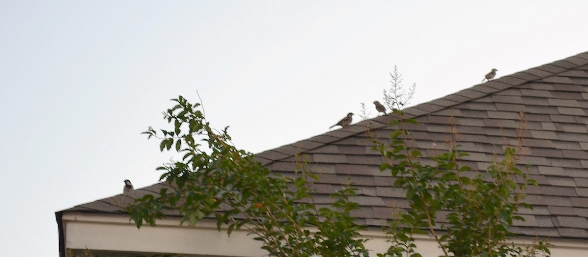 House Sparrow - ML20065791