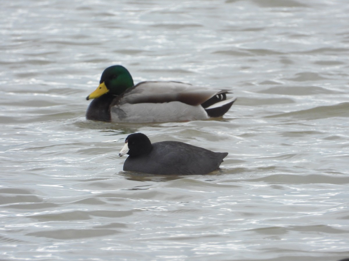 American Coot - ML200657991