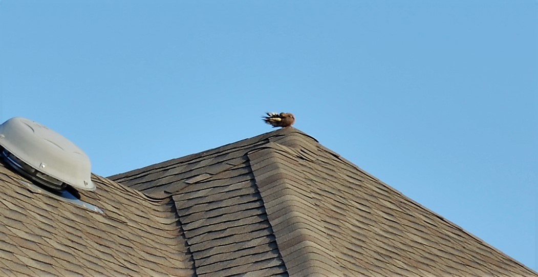 Mourning Dove - ML20065811