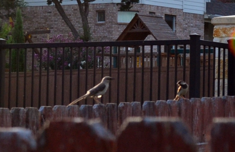 House Sparrow - ML20065821