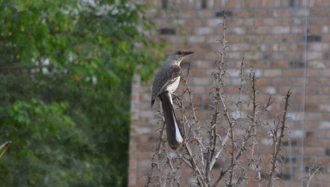 Northern Mockingbird - ML20065831