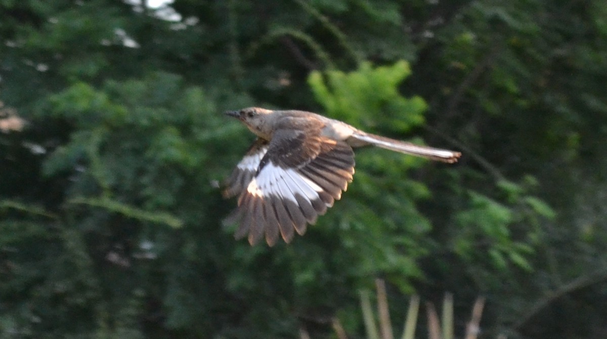 Northern Mockingbird - ML20065851