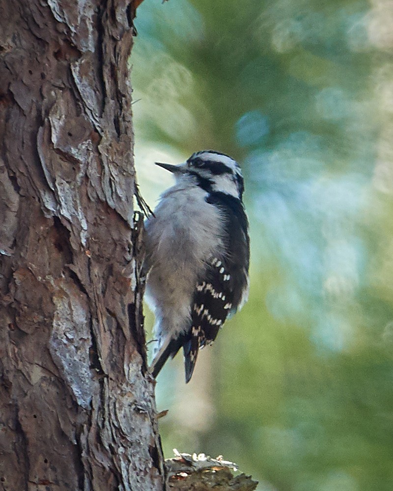 Downy Woodpecker - ML200659491