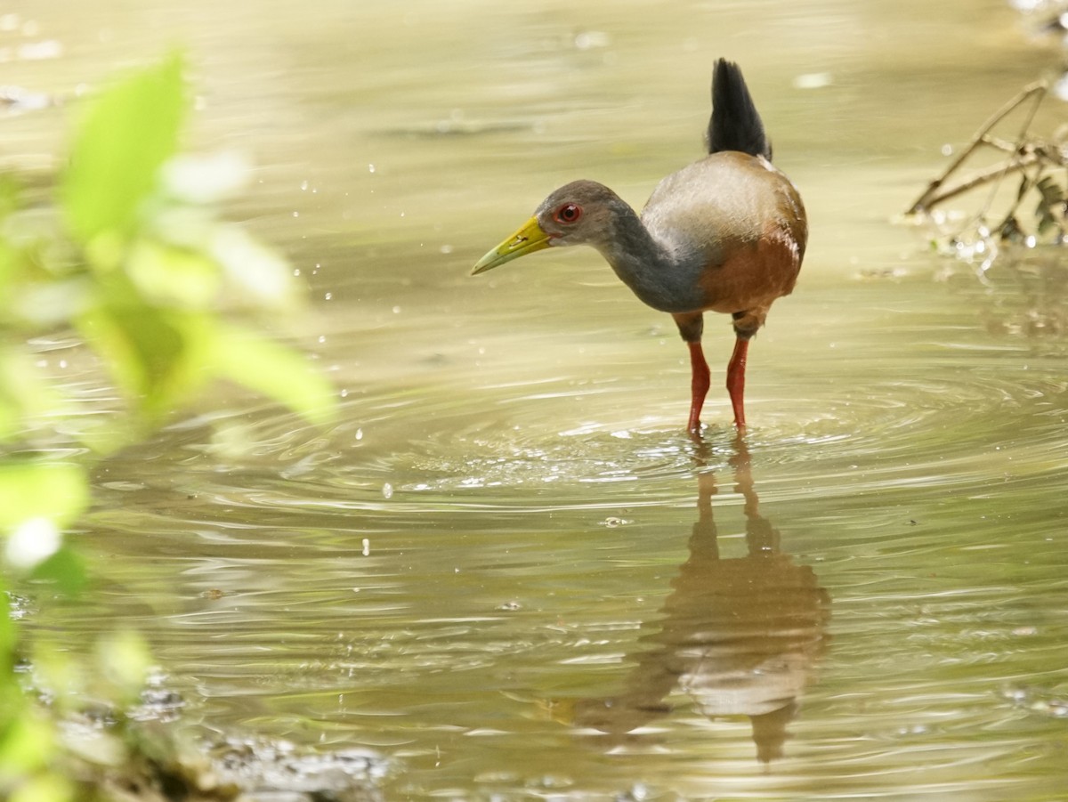 Gray-cowled Wood-Rail - ML200660901