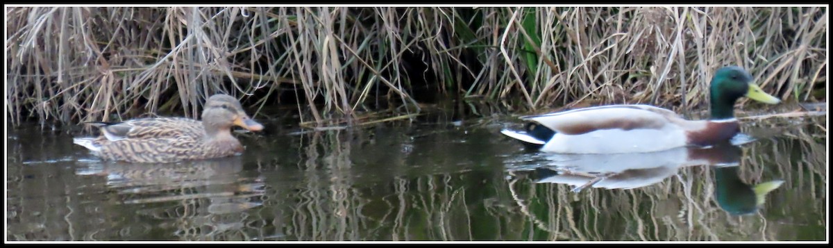 Mallard - Peter Gordon