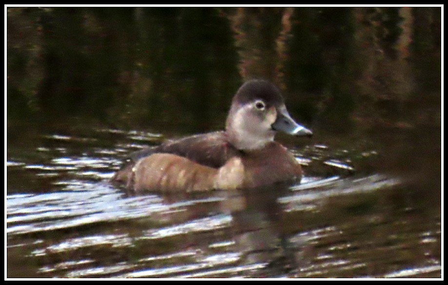 Ring-necked Duck - Peter Gordon